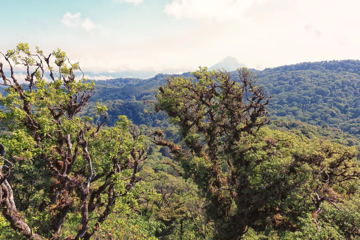 Rainforest and hanging bridge near Arenal, Costa Rica